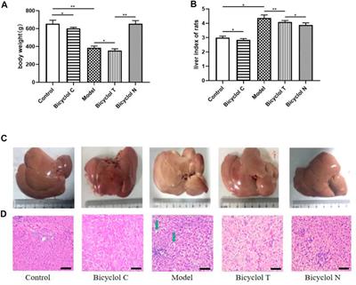 Bicyclol Regulates Hepatic Gluconeogenesis in Rats with Type 2 Diabetes and Non-alcoholic Fatty Liver Disease by Inhibiting Inflammation